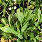 Androsace septentrionalis