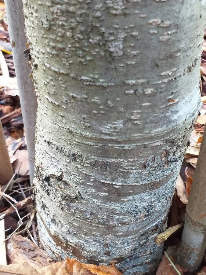 Nothofagus betuloides bark