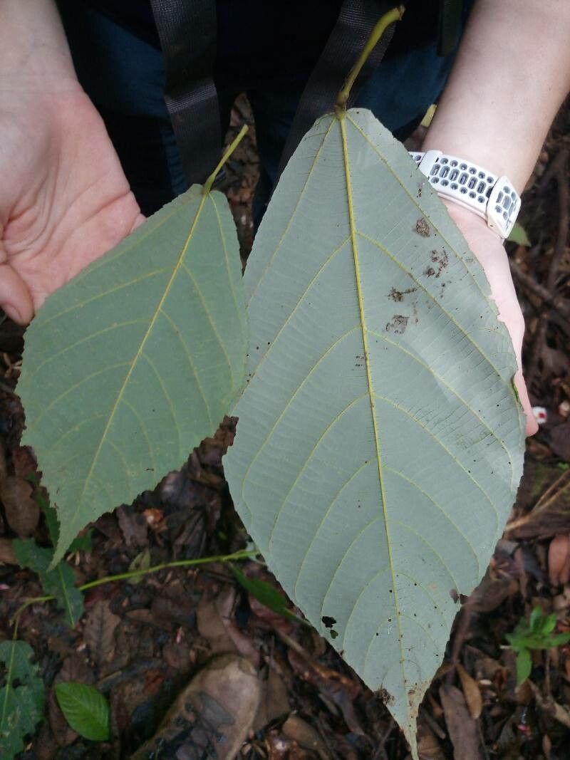 Apeiba petoumo — related species from the same genus