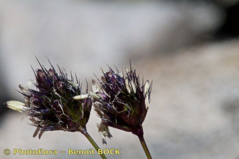 Sesleria ovata fruit