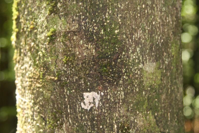 Cassipourea guianensis bark