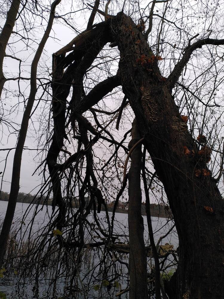 Salix × rubra habit