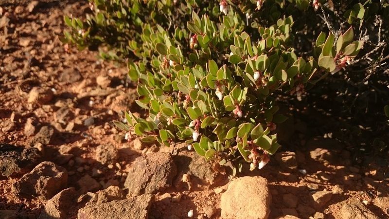 Arctostaphylos myrtifolia — search result for 'Arctostaphylos'