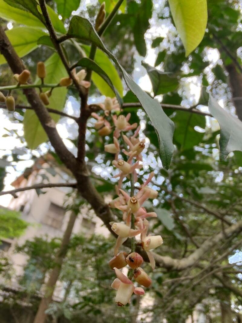 Guarea guidonia flower