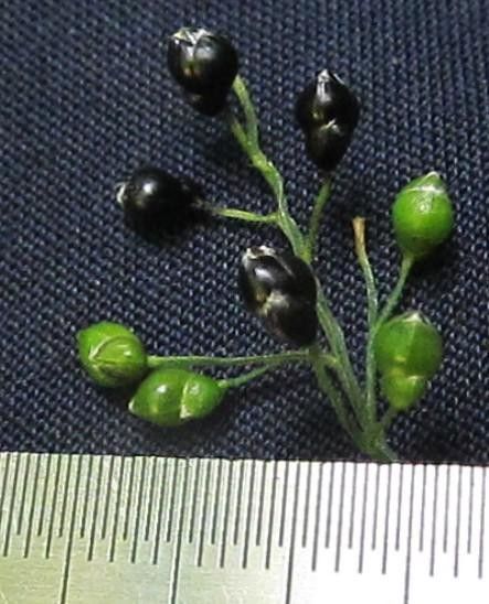 Lasiacis standleyi other