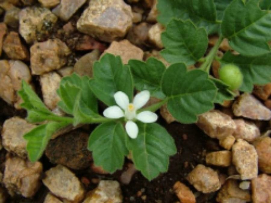 Turraea pulchella — houseplant care guide