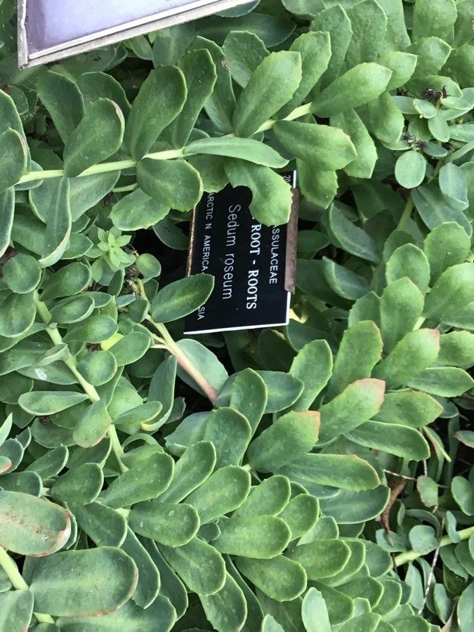 Sedum roseum — search result for 'Labrador'