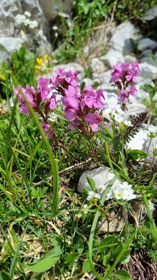 Pedicularis rostratocapitata — search result for 'Pedicularis'