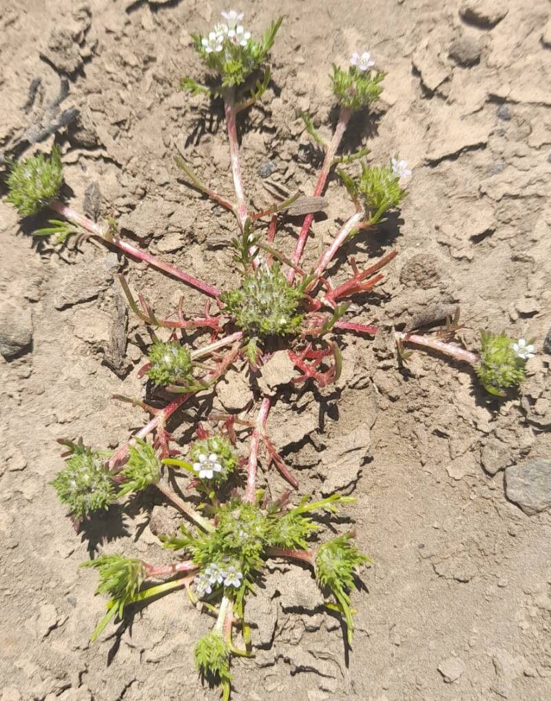 Navarretia involucrata habit