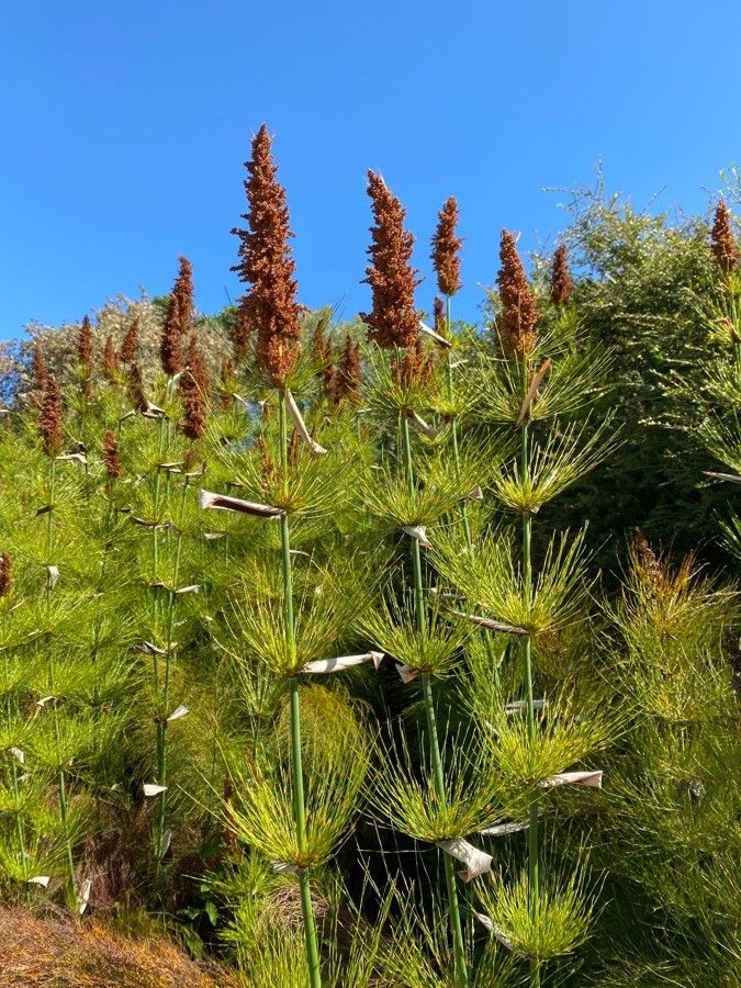 Elegia capensis — related species from the same genus