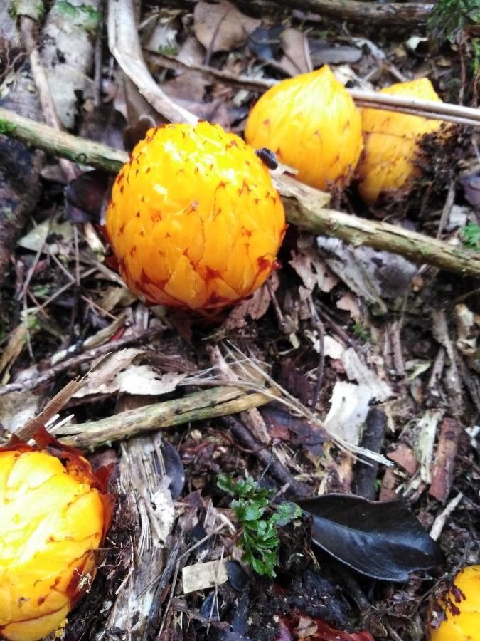 Hachettea austrocaledonica flower