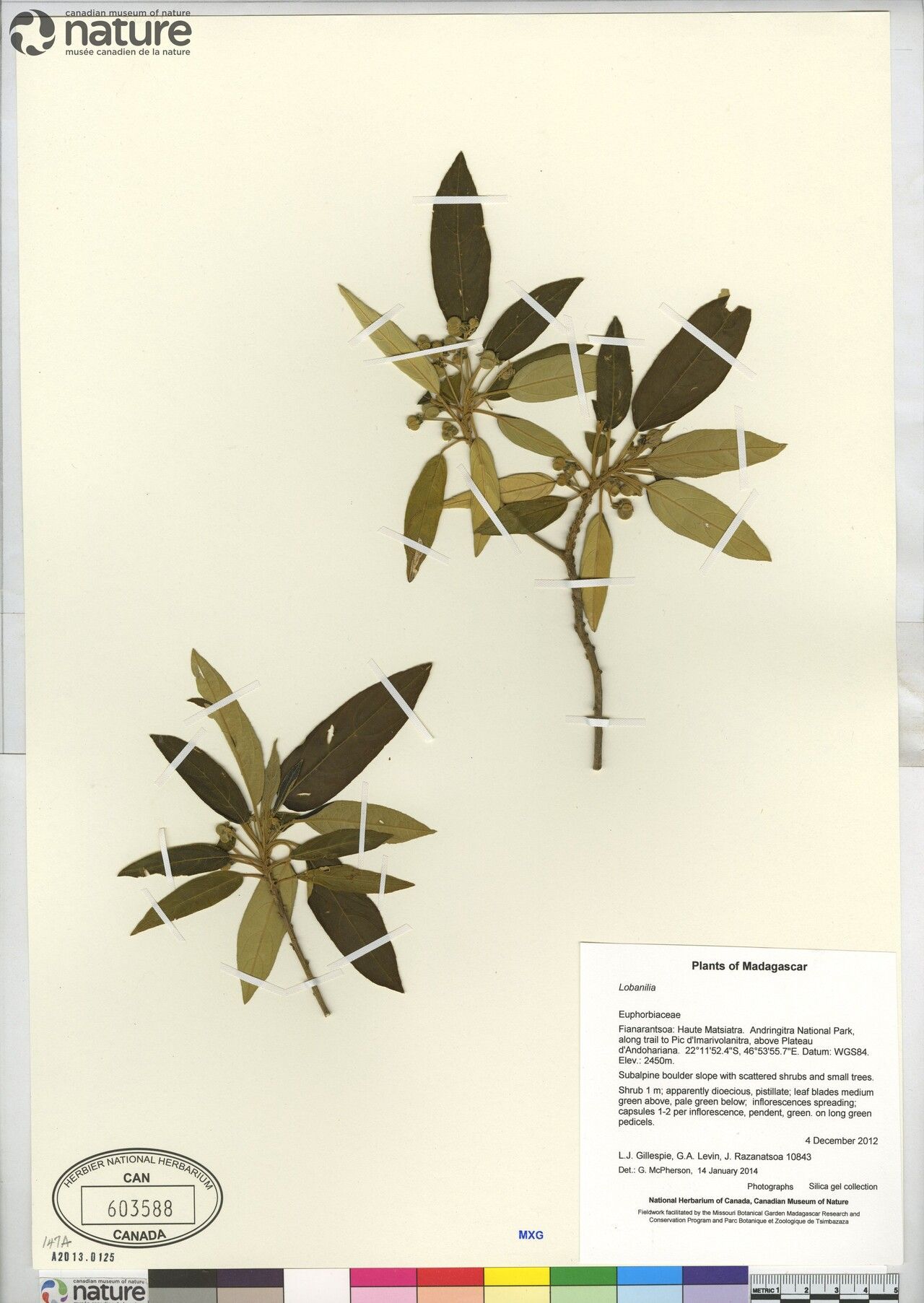 Lobanilia bakeriana — related species from the same genus