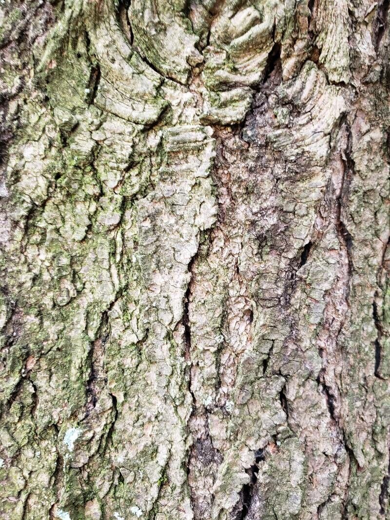 Tsuga sieboldii bark