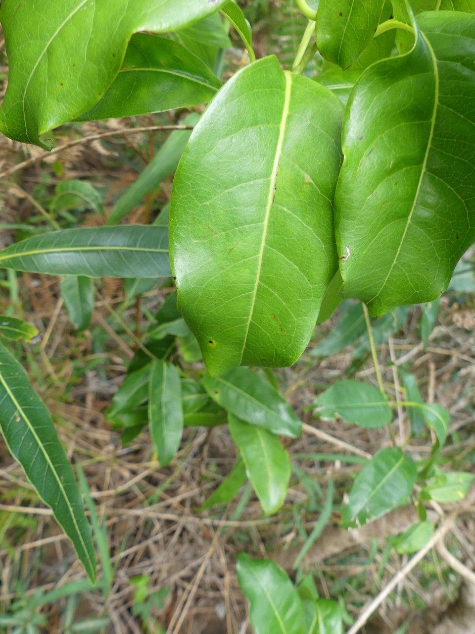 Danais fragrans leaf