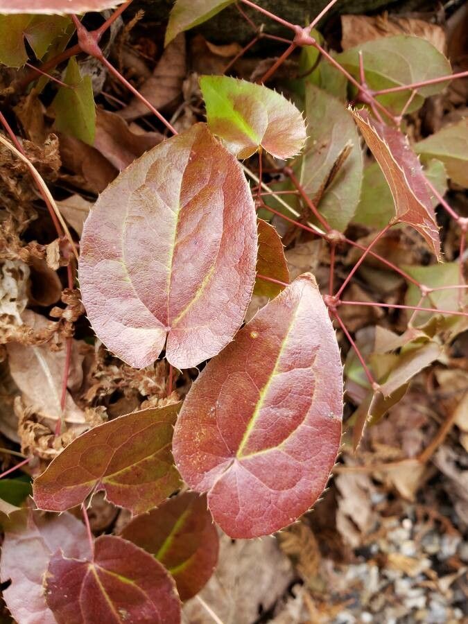 Epimedium sempervirens — houseplant care guide