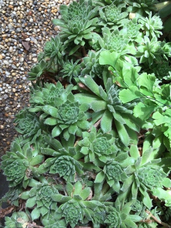 Sempervivum fauconnettii — search result for 'Sempervivum'