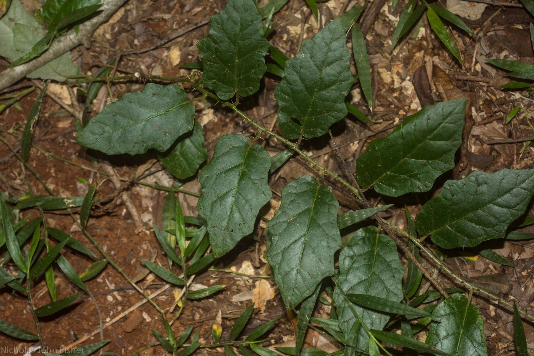 Solanum acanthodapis leaf
