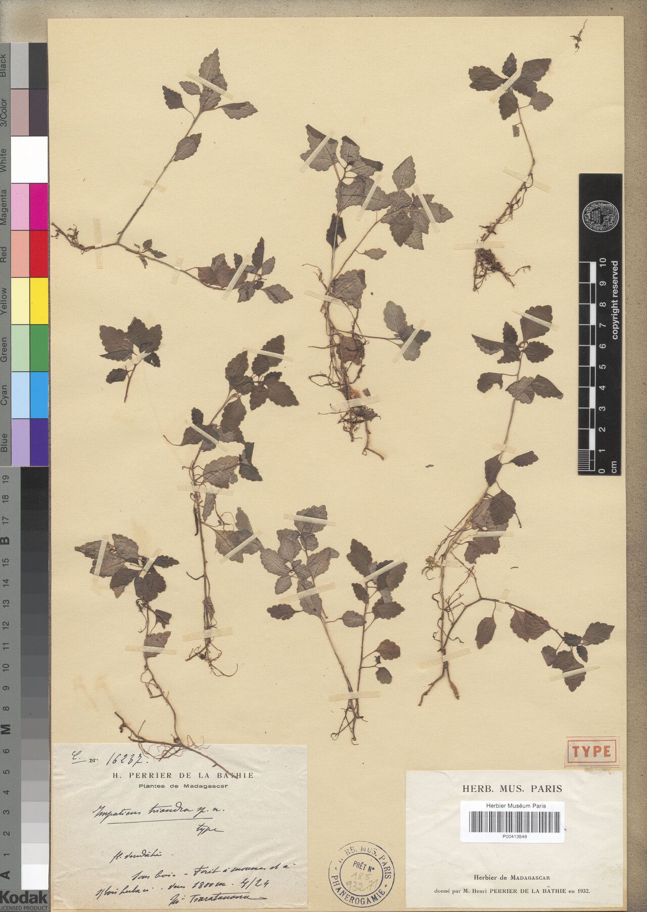 Impatiens triandra — houseplant care guide