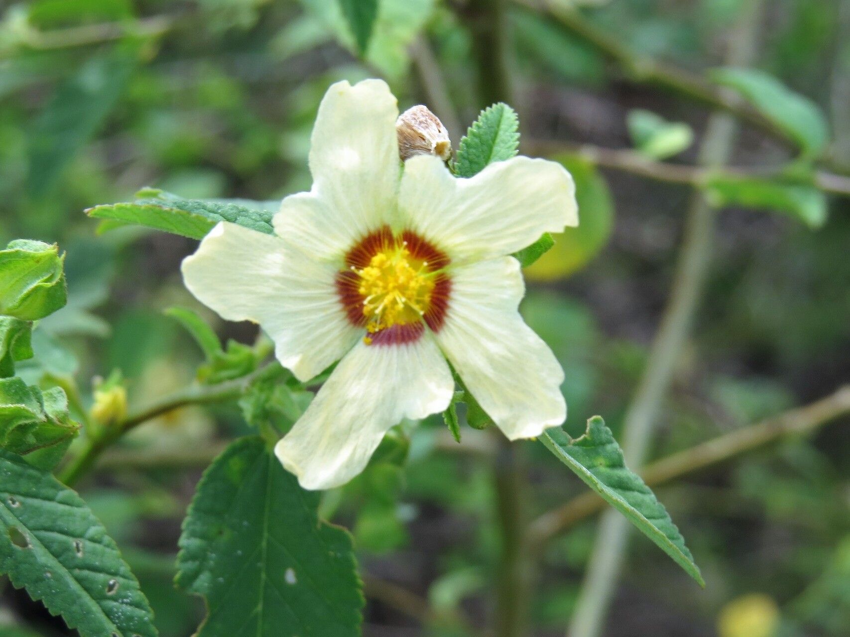 Sida santaremensis — houseplant care guide