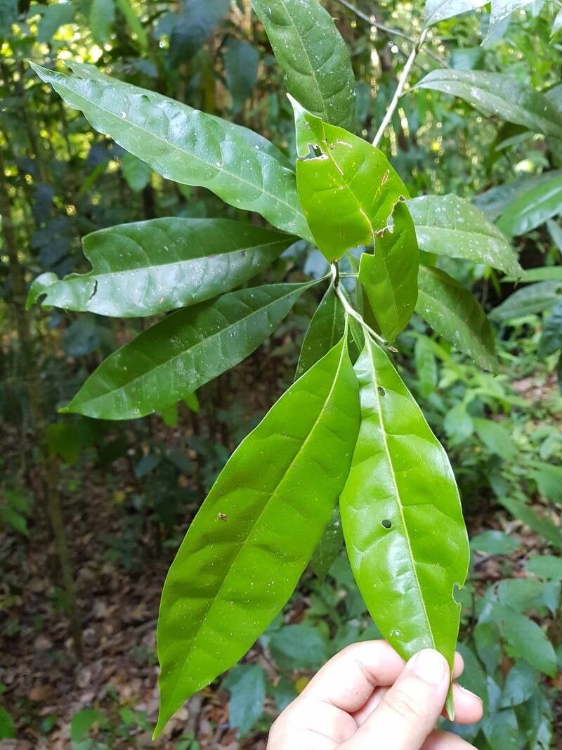 Chionanthus panamensis — search result for 'Chionanthus'