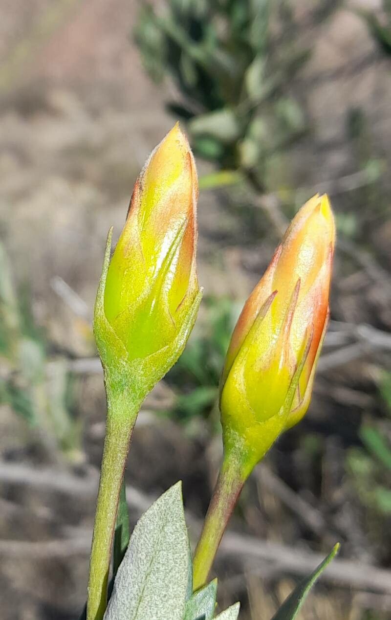 Mutisia kurtzii flower