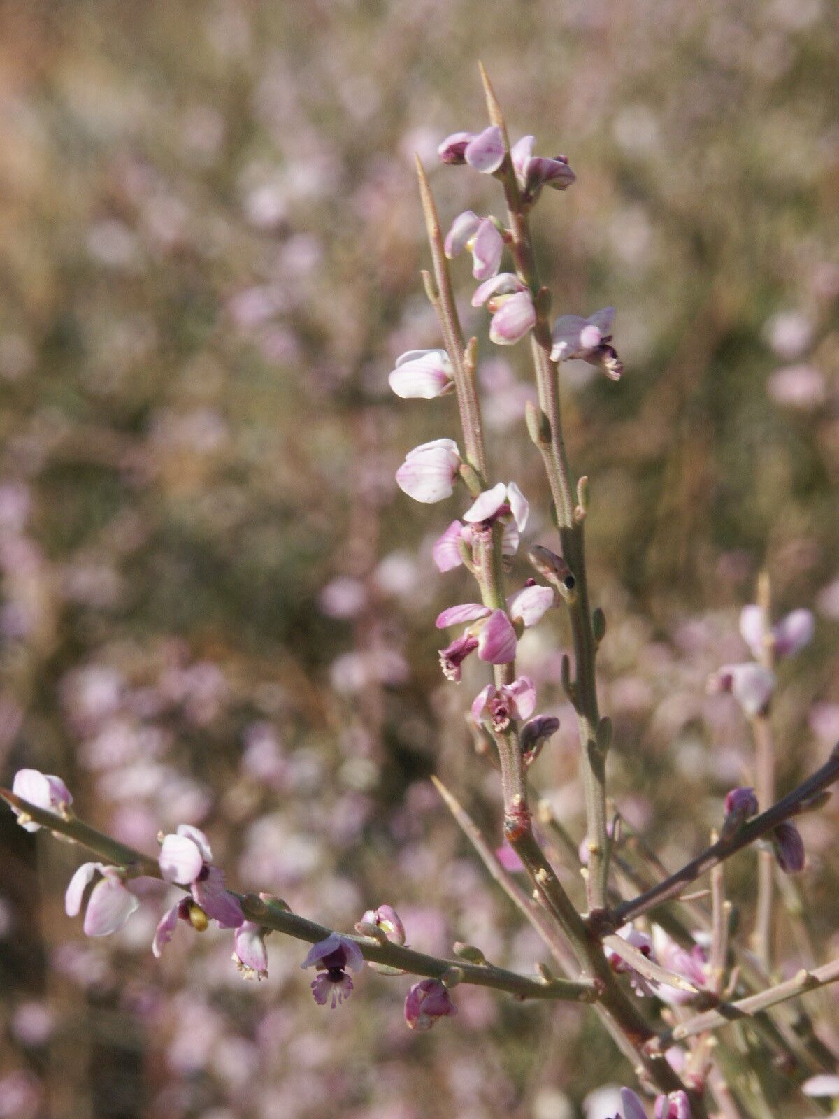 Muraltia spinosa — houseplant care guide