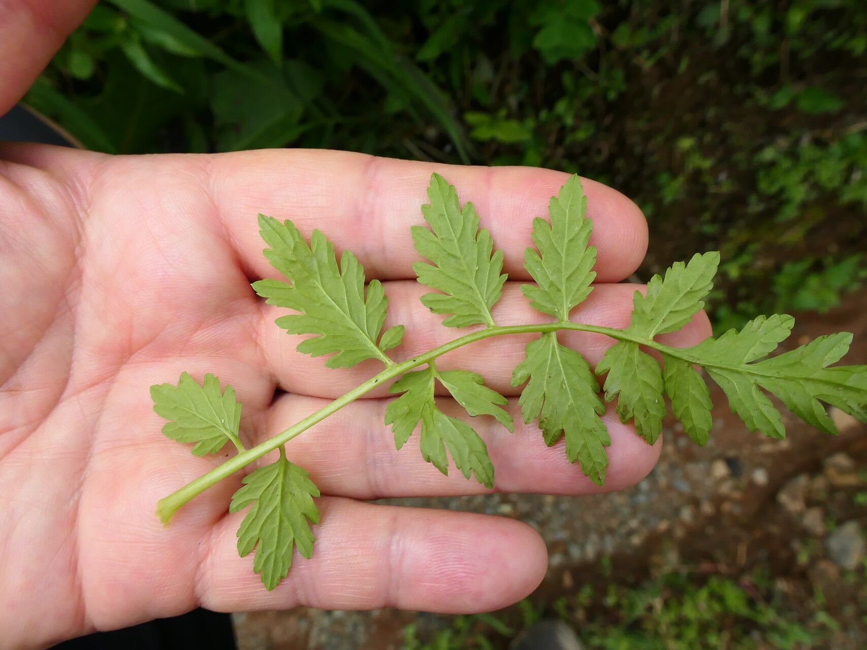 Valeriana chaerophylloides — houseplant care guide