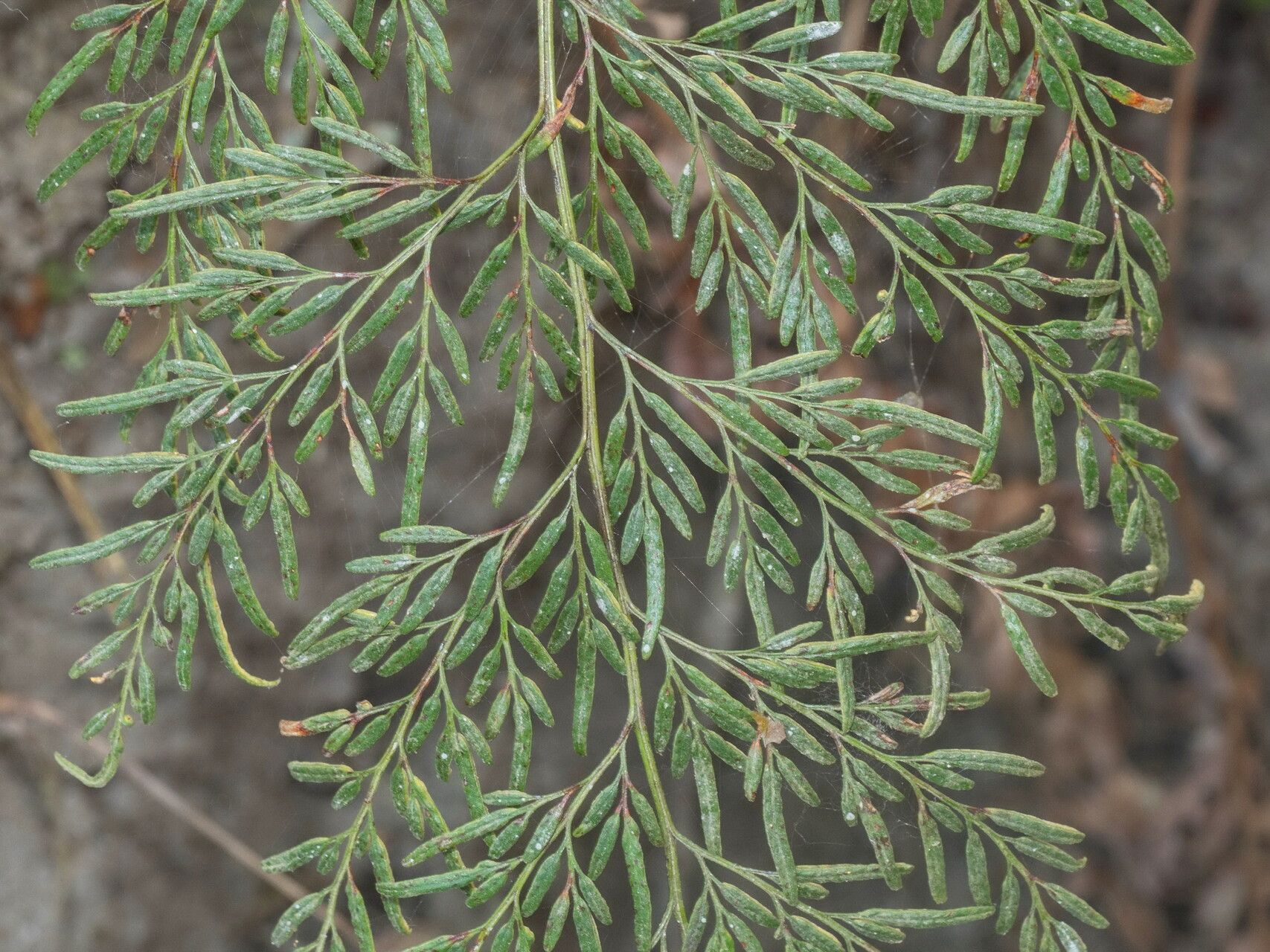 Onychium siliculosum leaf