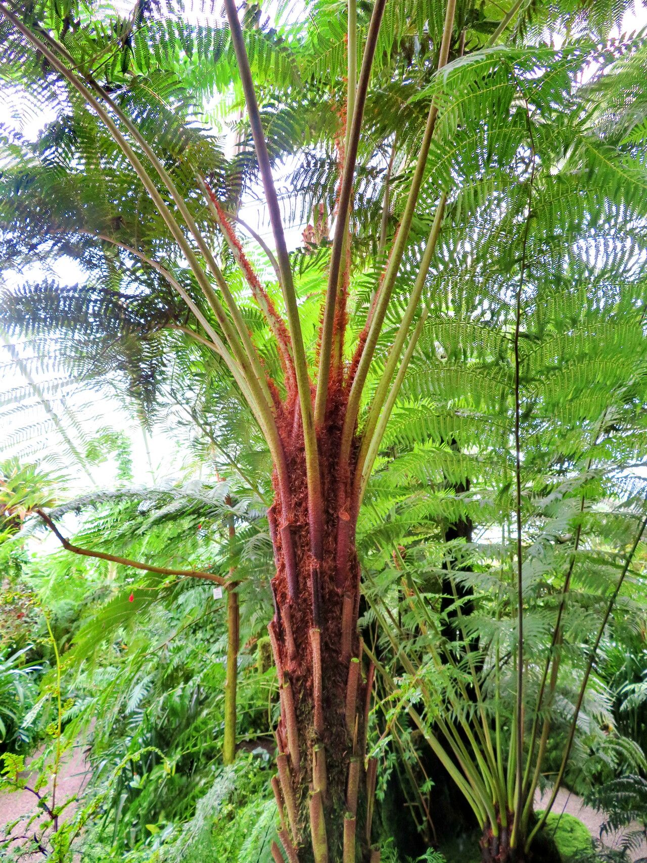 Sphaeropteris myosuroides bark