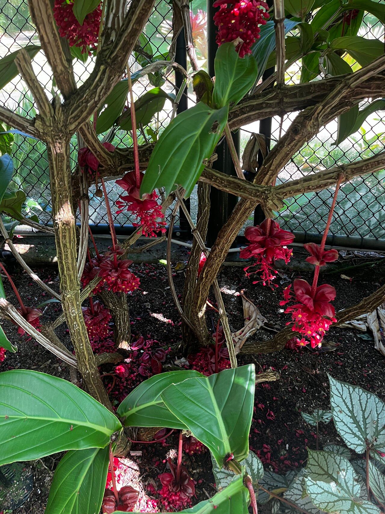 Medinilla miniata — search result for 'Medinilla'
