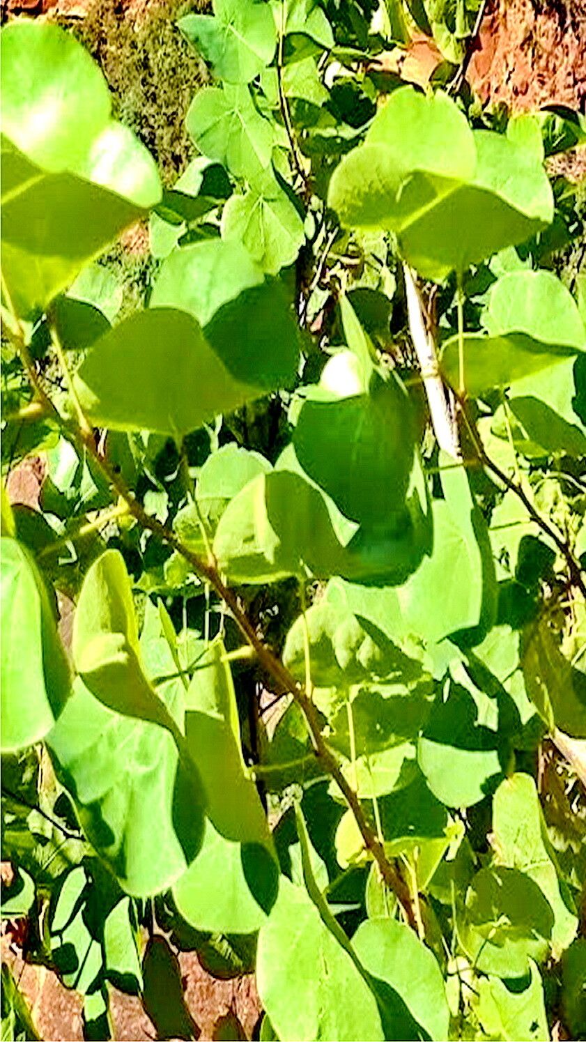 Cercis orbiculata — search result for 'Cercis'