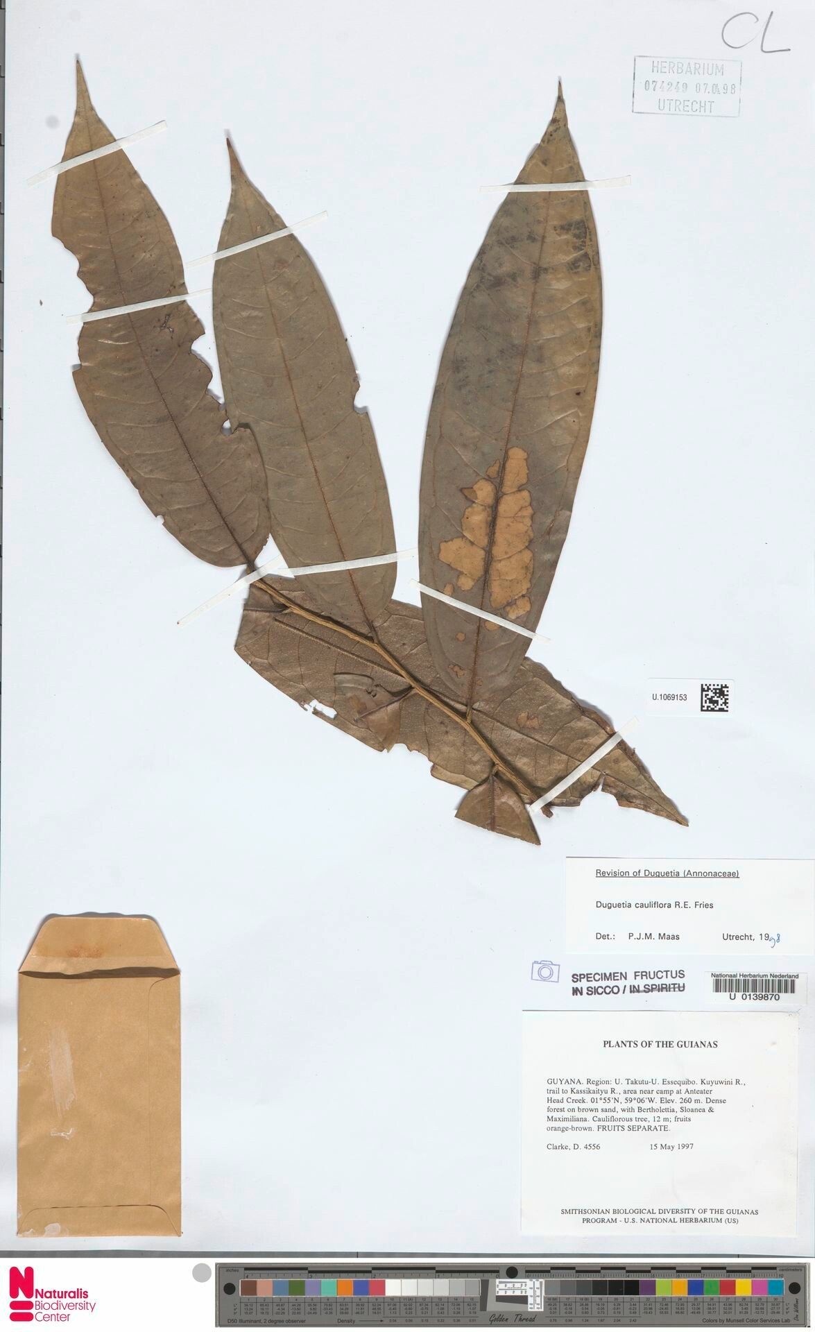 Duguetia cauliflora leaf