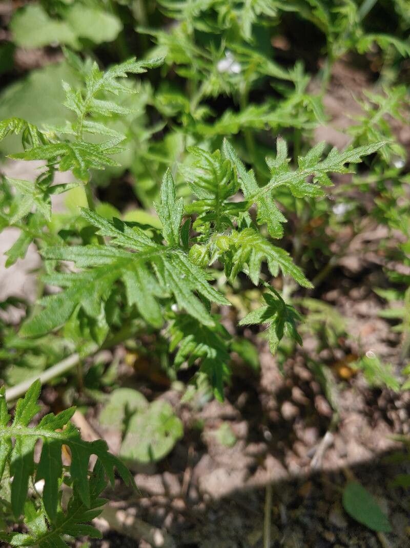 Ellisia nyctelea leaf