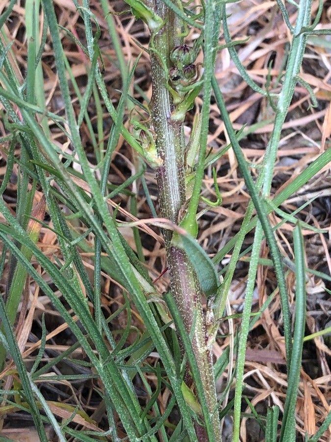 Scorzonera laciniata bark