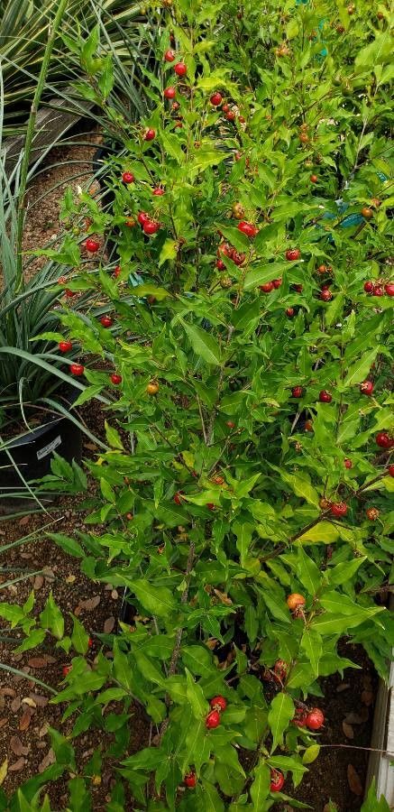 Malpighia emarginata — related species from the same genus