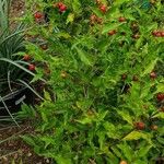 Malpighia emarginata