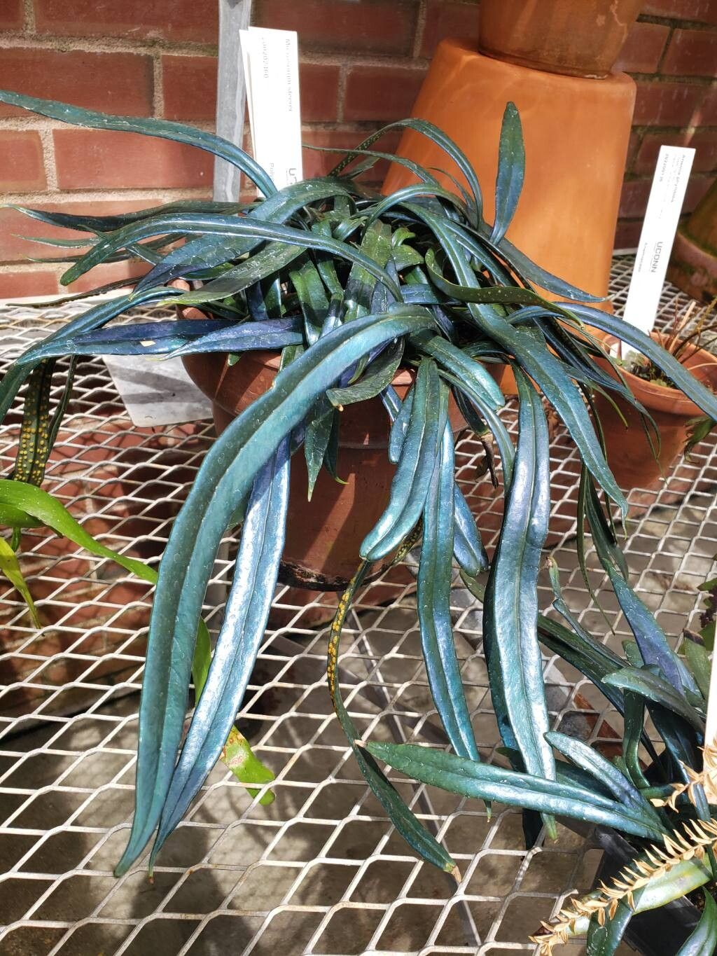 Microsorum steerei habit