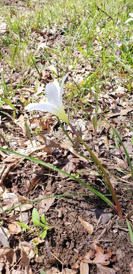 Zephyranthes atamasco habit