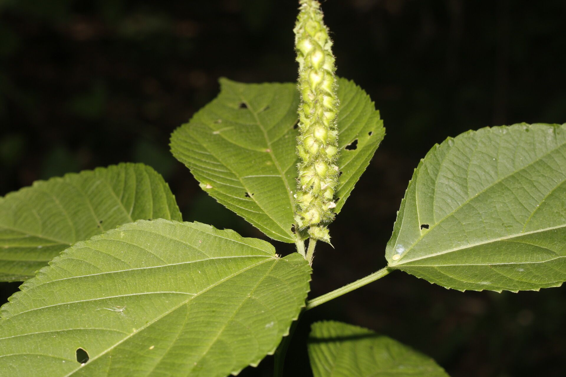 Acalypha schiedeana — houseplant care guide