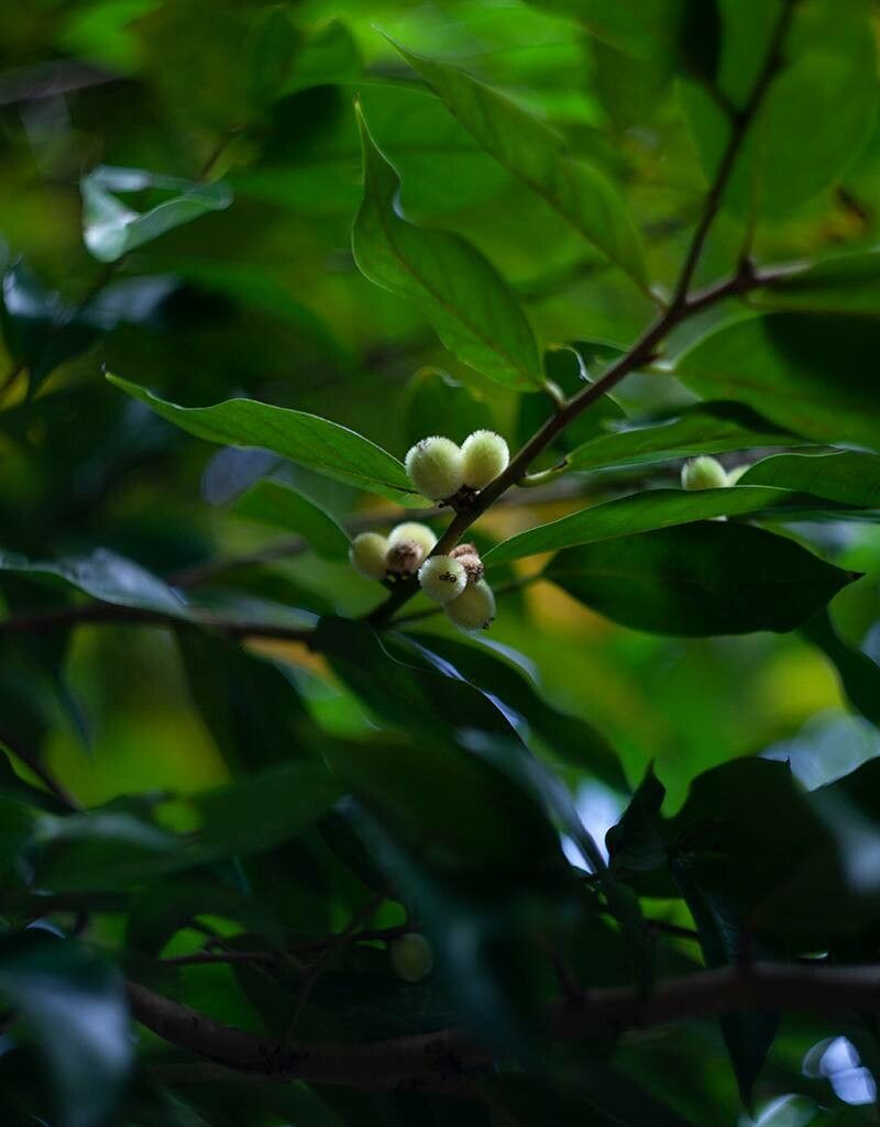 Mitrephora wangii fruit