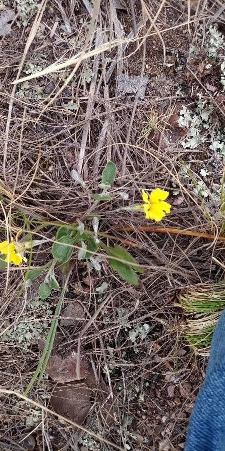 Goodenia pinnatifida flower