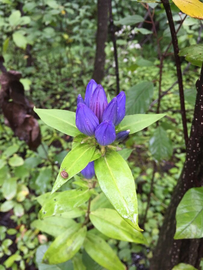 Gentiana andrewsii flower