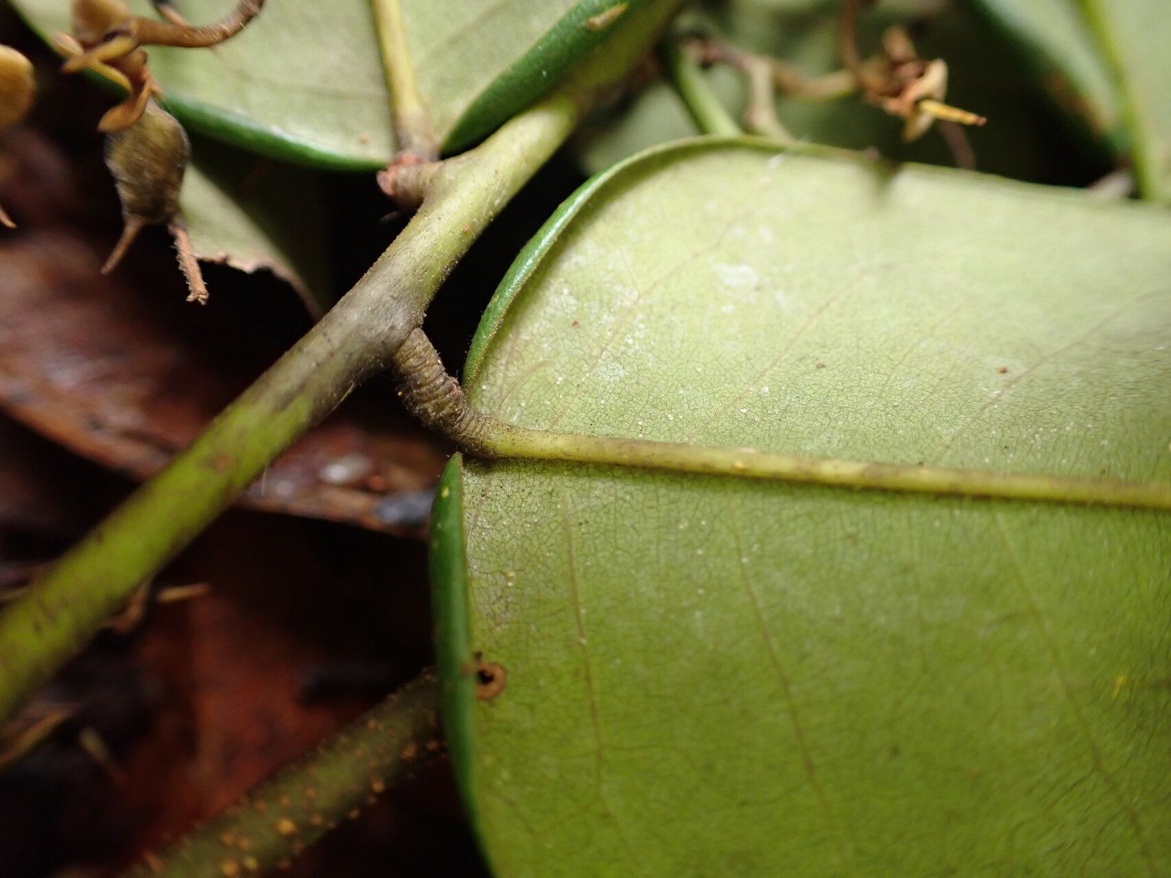 Dialium zenkeri leaf