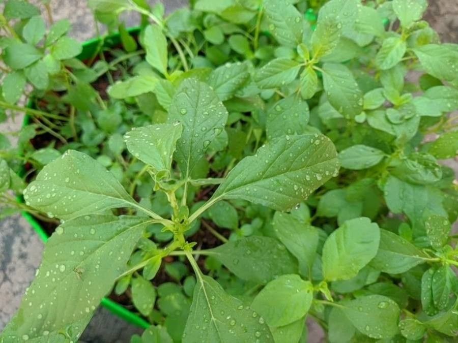 Amaranthus polygonoides — search result for 'Amaranthus'