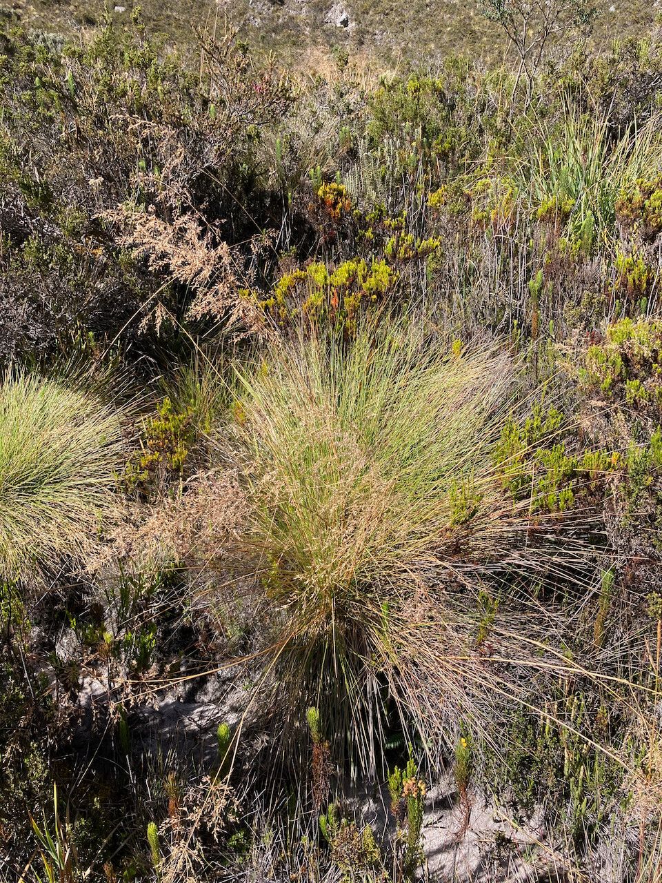 Calamagrostis effusa habit