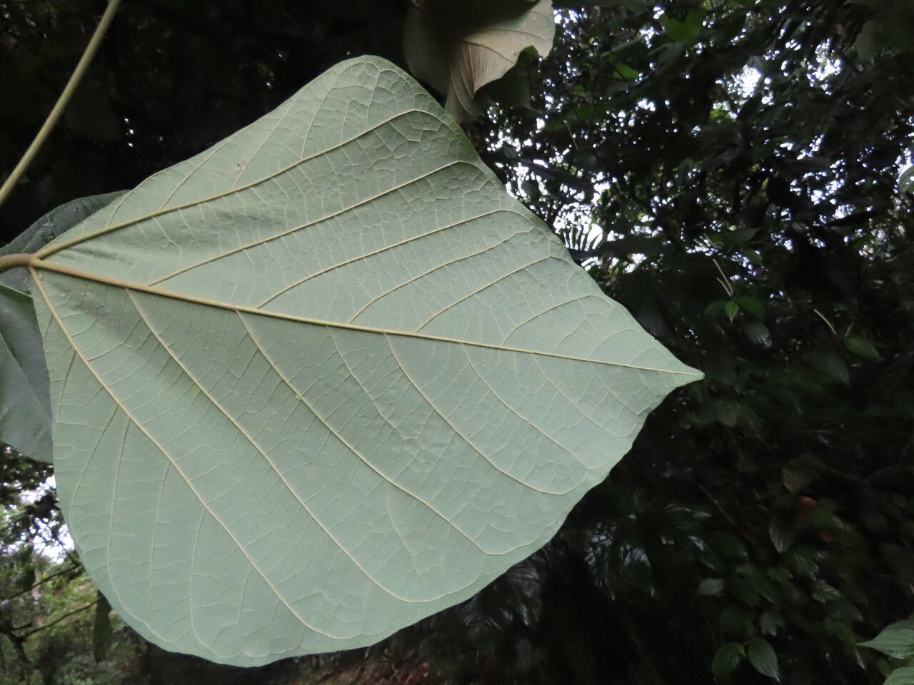 Erythrina costaricensis — search result for 'Erythrina'
