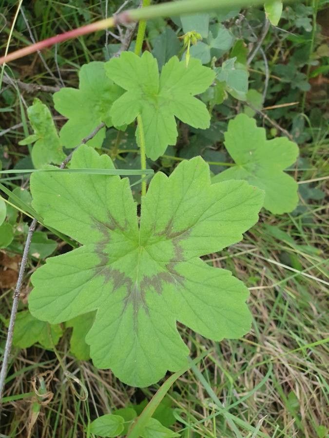 Pelargonium multibracteatum — houseplant care guide