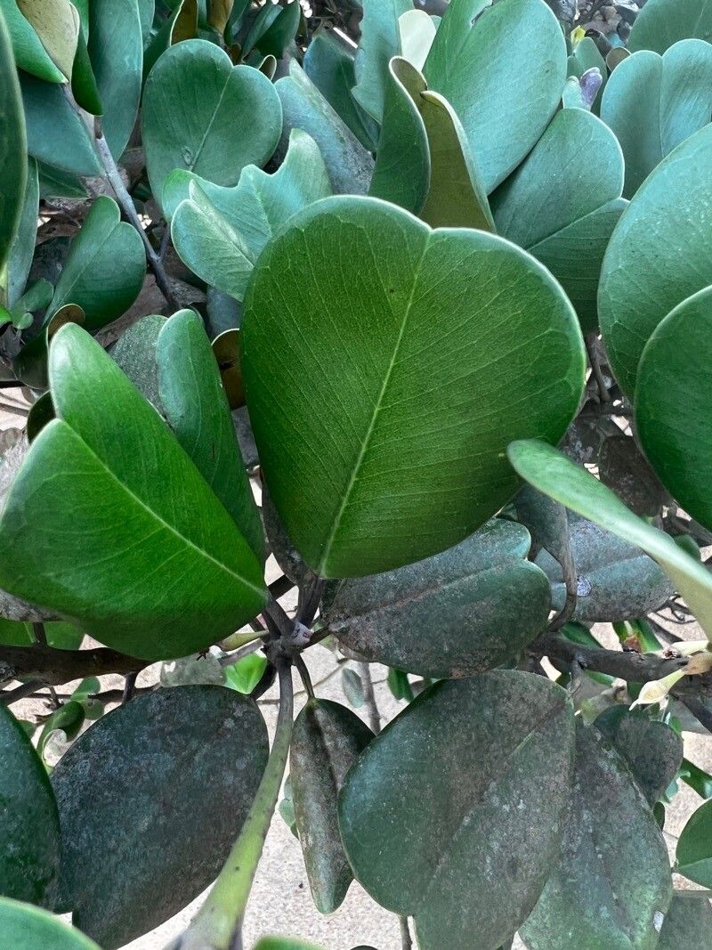 Manilkara obovata — houseplant care guide