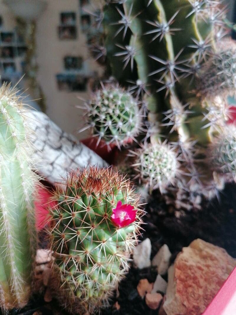 Mammillaria backebergiana flower