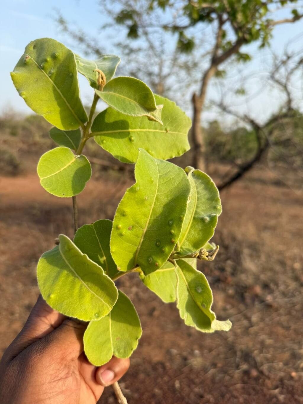 Terminalia pallida — houseplant care guide
